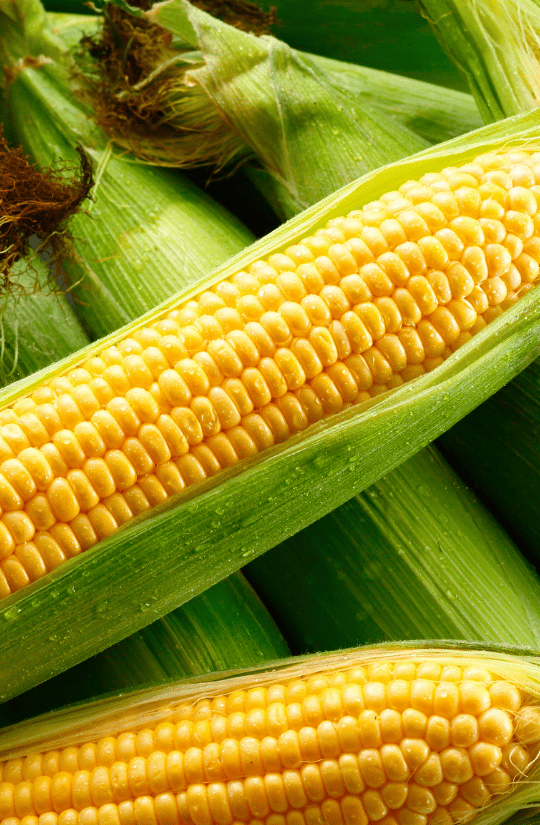 Heritage Maize Crate